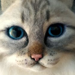 Распускаем шерсть у Маскарадной кошки