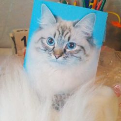 Разукрашиваем шерсть у Маскарадной кошки