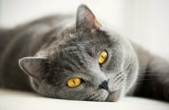 Категория кошки