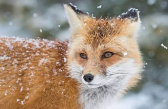 Категория Лисы