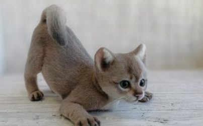 Валяный котик