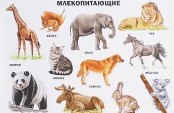 Категория Млекопитающие